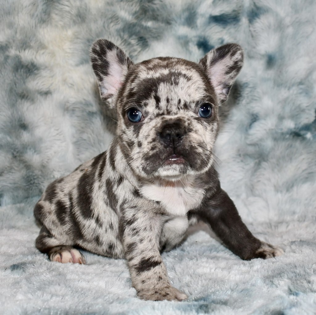 Picture of: Adorable French Bulldog Puppies Now Available for Pacific