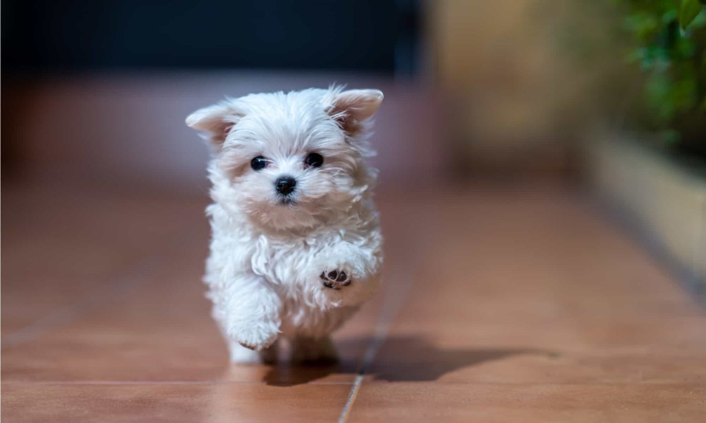 Picture of: Adorable Types of Maltese Dog Breeds – AZ Animals