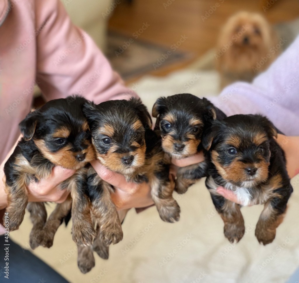 Picture of: adorable yorkie puppies,  weeks old