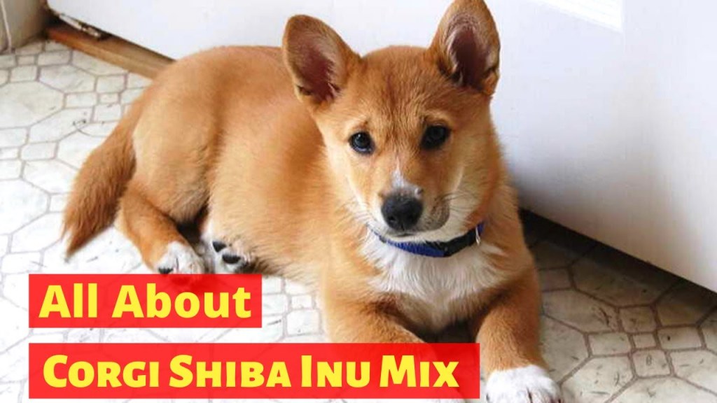 Picture of: All About Corgi Shiba Inu Mix  Is it a Desirable Breed?