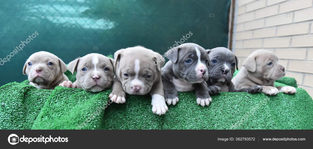 Picture of: American bully puppy Stockfotos, lizenzfreie American bully puppy