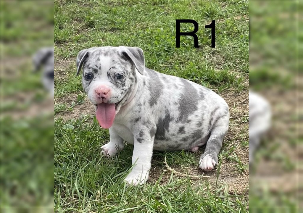 Picture of: American Bully Rüde  Monate Blue Merle
