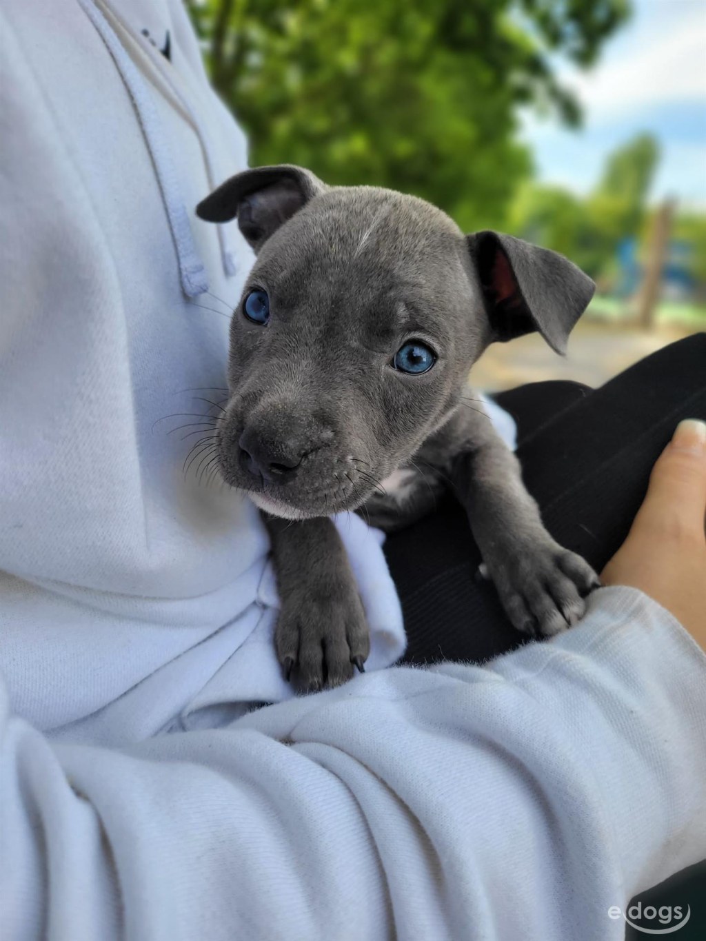 Picture of: American Staffordshire Terrier Rüde  Monate Blue
