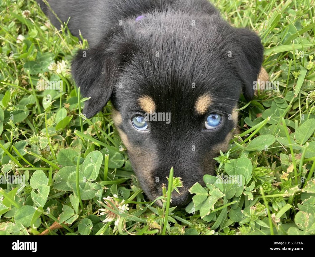 Picture of: Australian Shepherd/Rottweiler Mix Puppy Stockfotografie – Alamy
