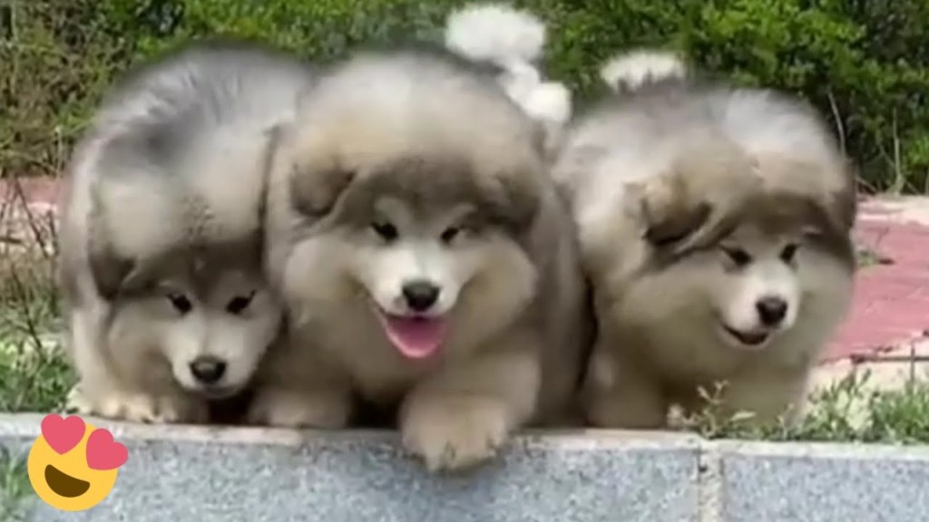 Picture of: Baby Alaskan Malamute Puppies Running😍Funny And Cute Puppies Compilation