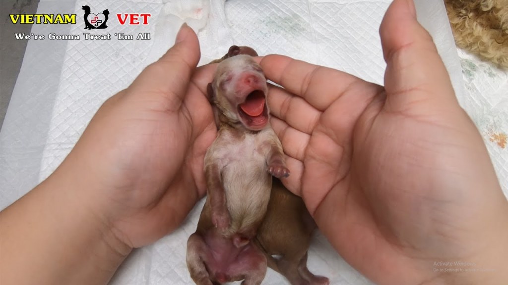 Picture of: Baby newborn puppy crying loudly after revived from the VET – Saving puppy