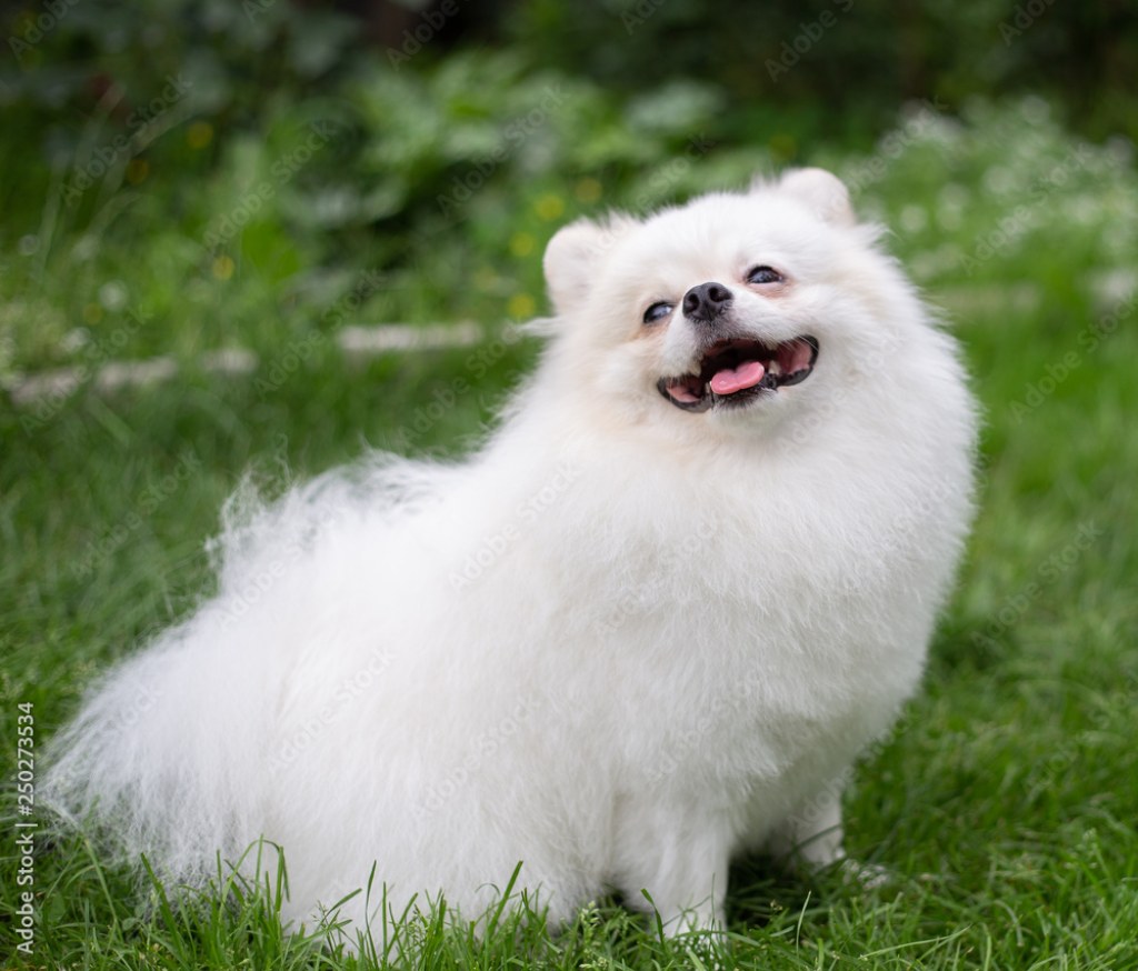 Picture of: Beautiful white dog – pomeranian spitz