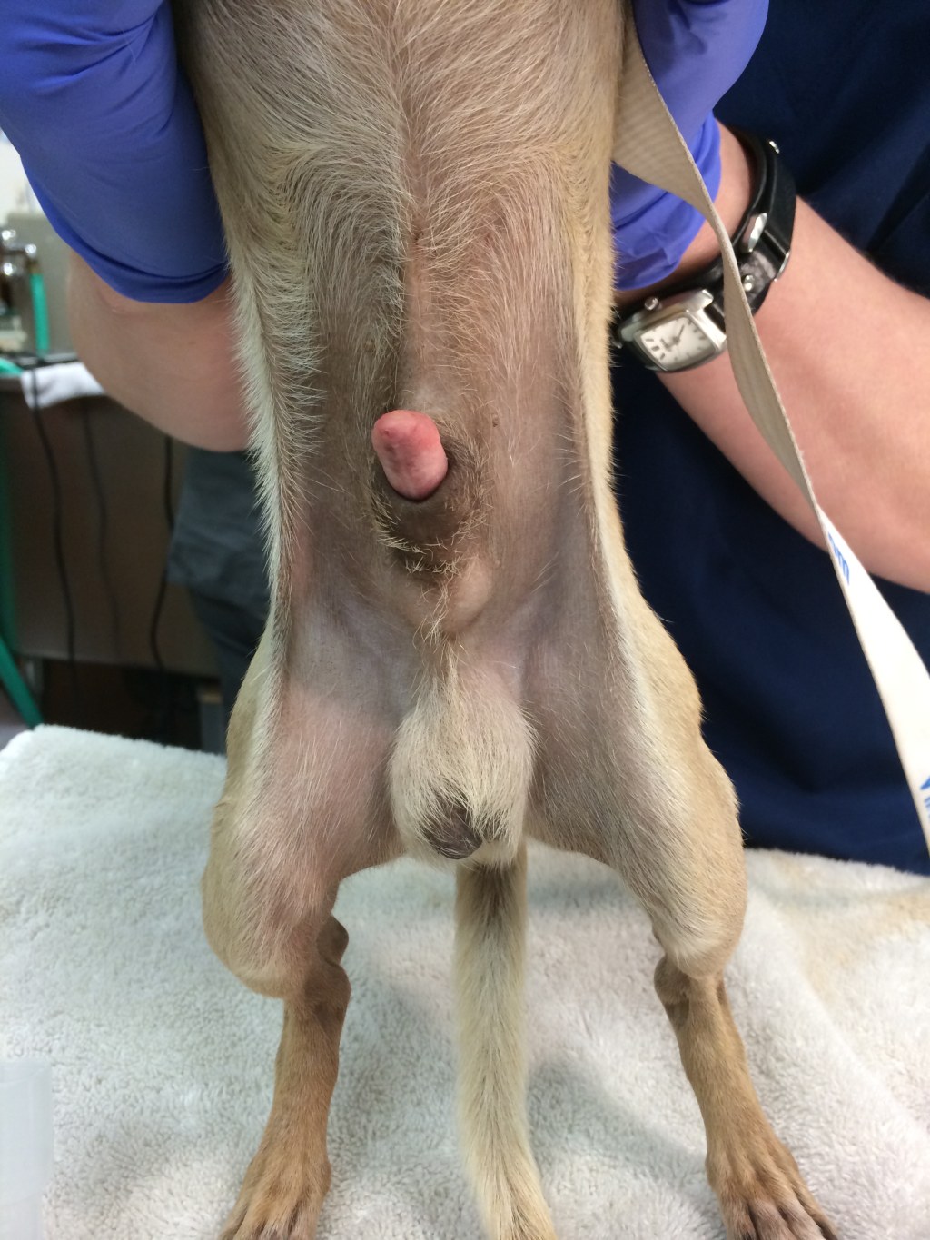 Picture of: Before & After – Struggling with Paraphimosis  Tails of a Shelter Vet