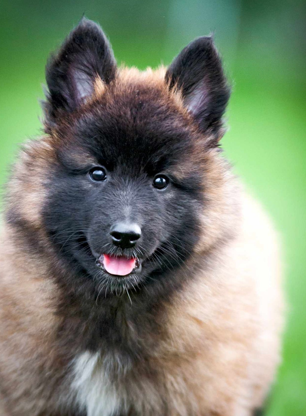 Picture of: Belgian Tervuren Dog Breed Information and Characteristics