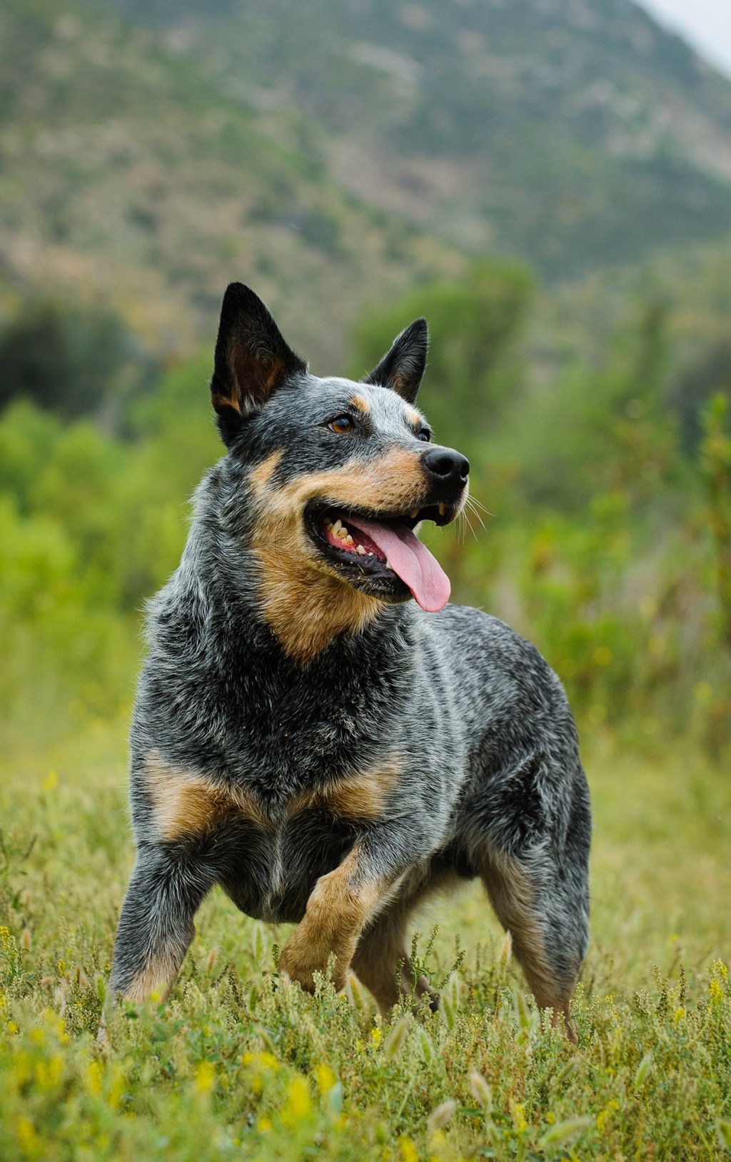 Picture of: Best Dog Food for Blue Heelers – Nourishing Your Australian Cattle Dog