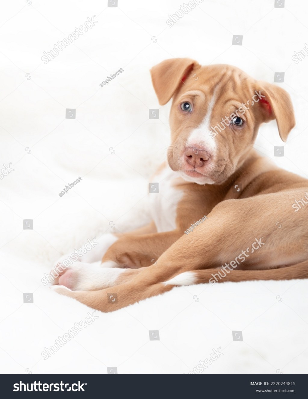 Picture of: Blonde Pitbull Images, Stock Photos & Vectors  Shutterstock