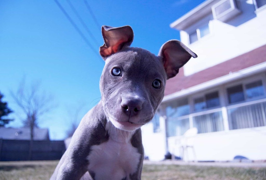 Picture of: Blue-Eyed Pitbull Explained (with Pictures)  PawLeaks