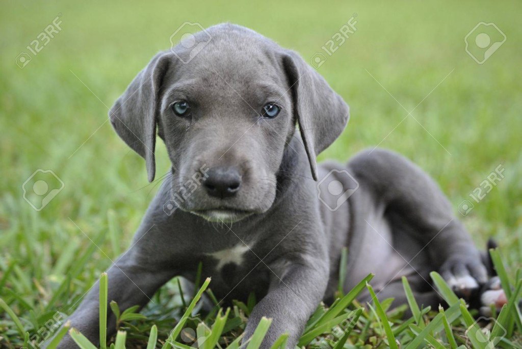 Picture of: Blue Great Dane Puppy Stock Photo, Picture And Royalty Free Image