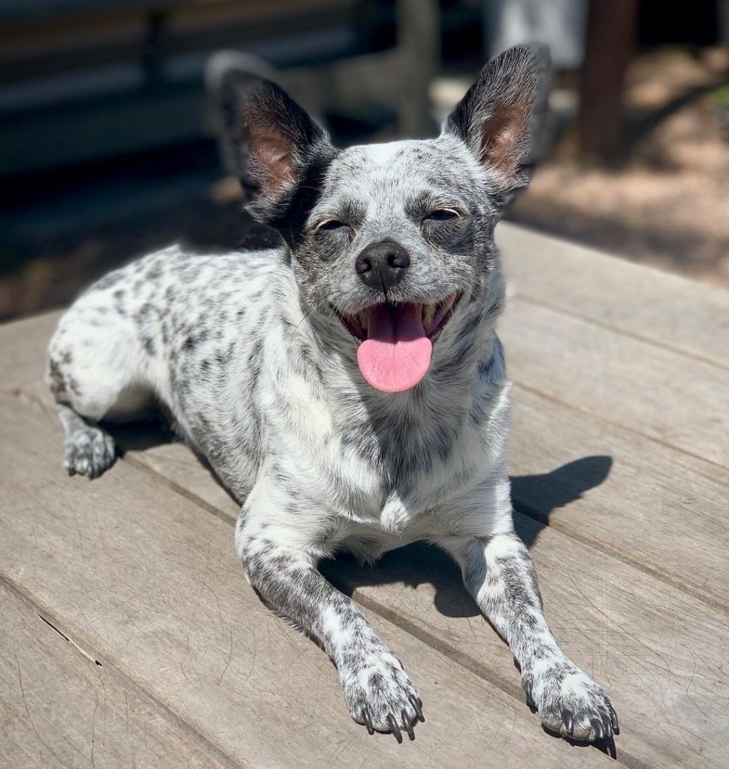 Picture of: Blue Heeler Mix With Chihuahua – What Is The Result?