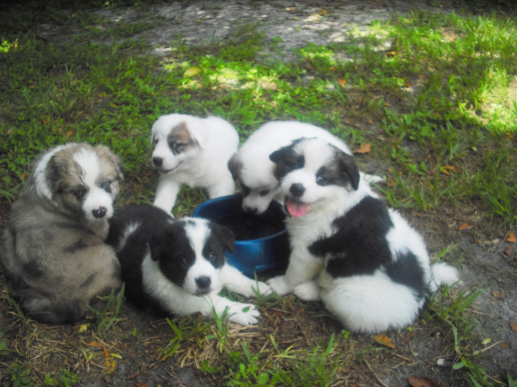 Picture of: Border Collie + Great Pyrenees = My Puppies! ~ Adopted  The Dog