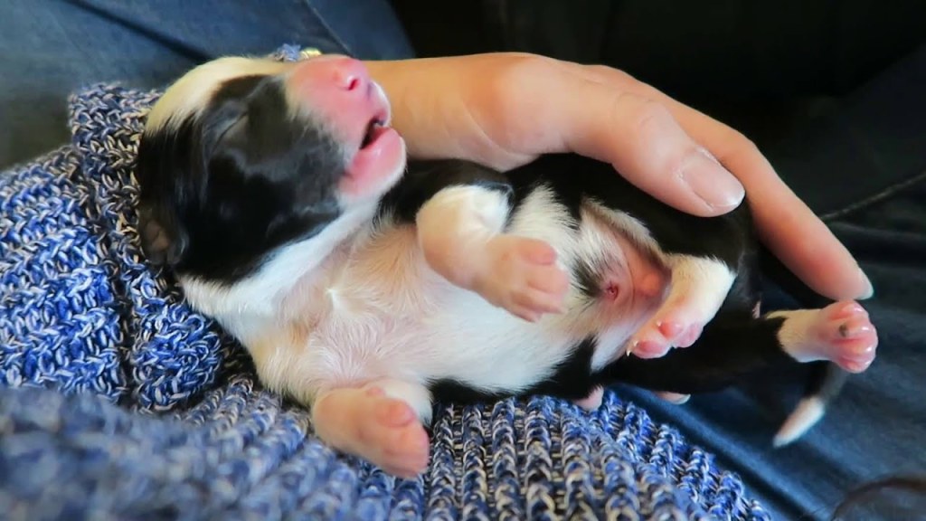 Picture of: Border Collie Puppies Being Born! AMAZING! SO CUTE!