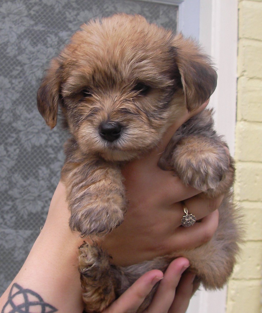 Picture of: borkie! (bichon and yorkie mix)  Yorkie mix, Cute dogs, Puppies