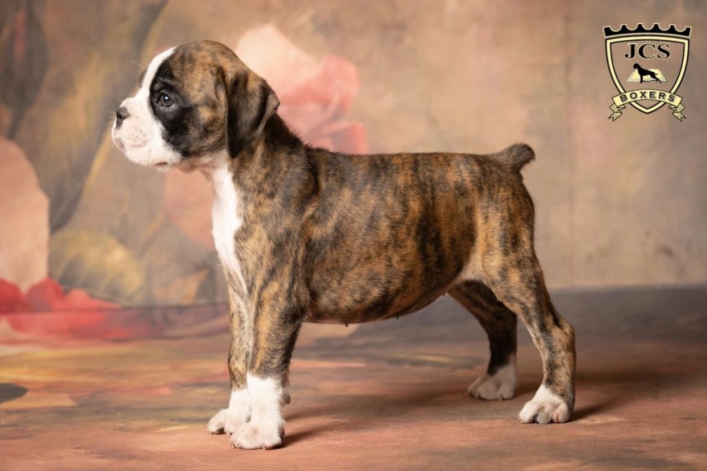 Picture of: Boxer Puppies – JCS Boxers
