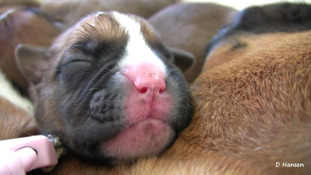 Picture of: Boxer’s Two-Day-Old Puppies (in HD)