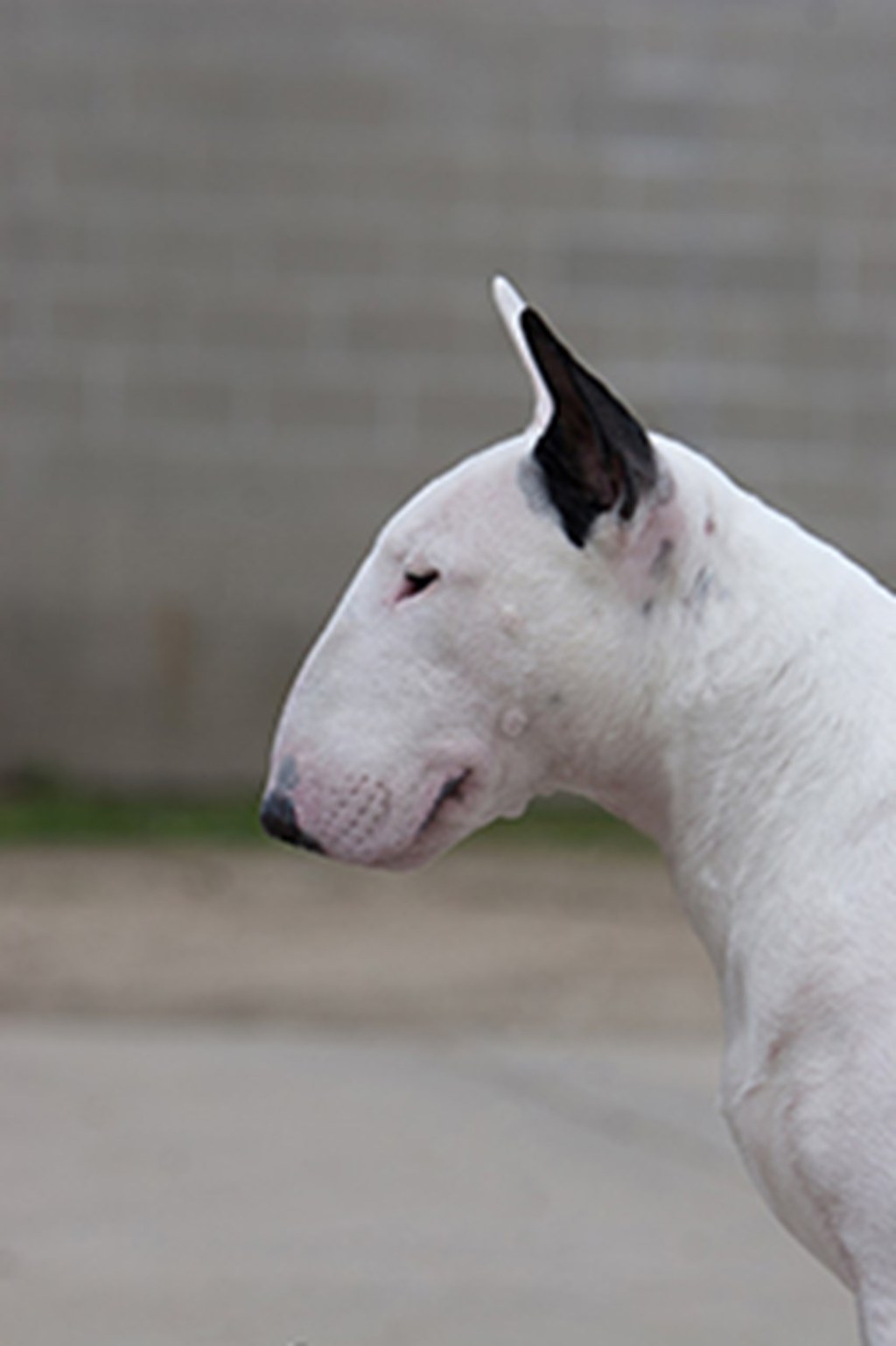 Picture of: Bull Terrier  Breeds A to Z  The Kennel Club