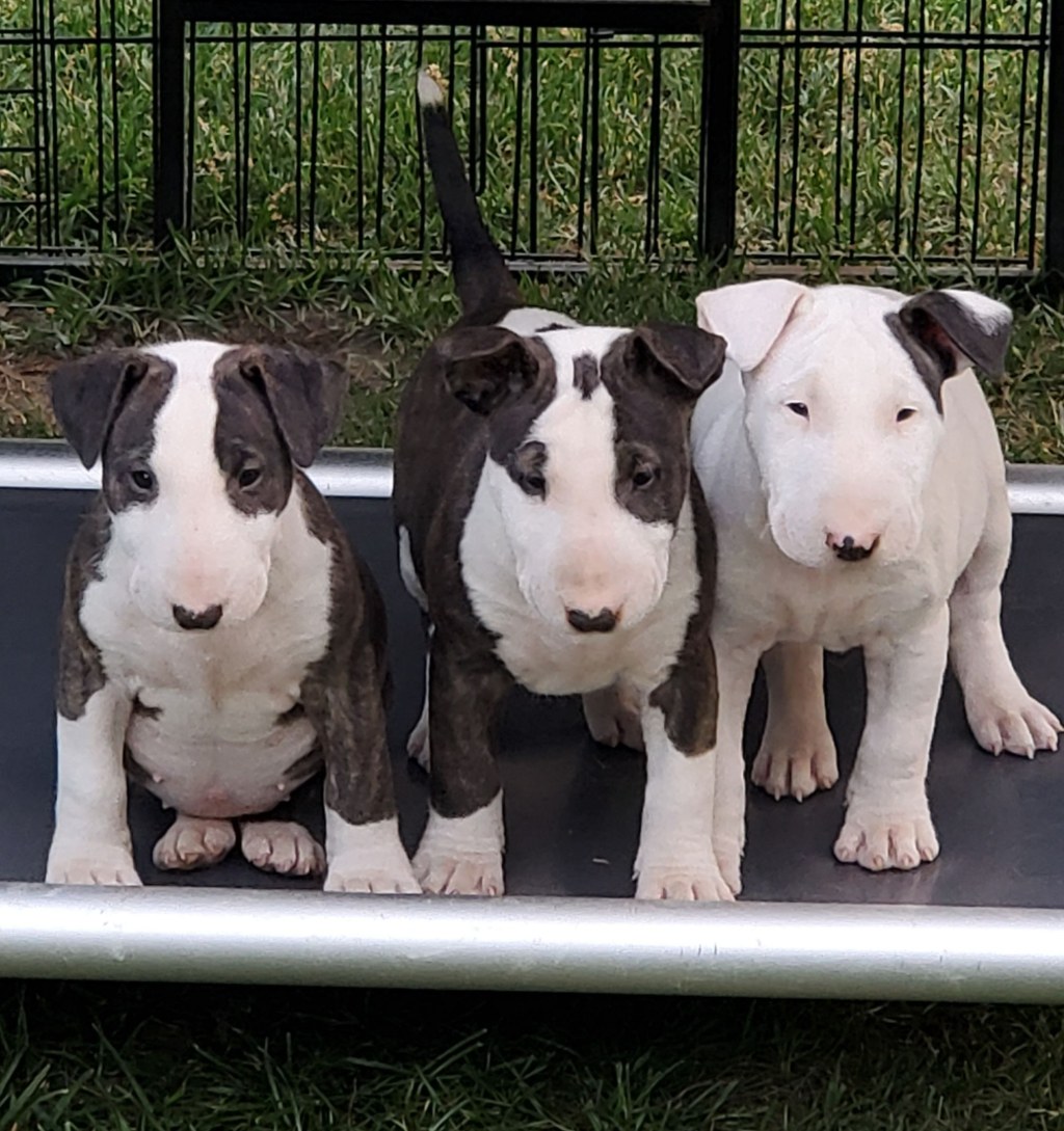 Picture of: Bull Terrier Puppies For Sale