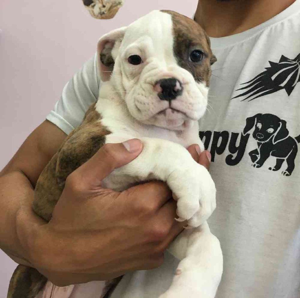 Picture of: Bulldog-Boxer Mix Puppy for sale – The Perfect Puppy Plainville MA