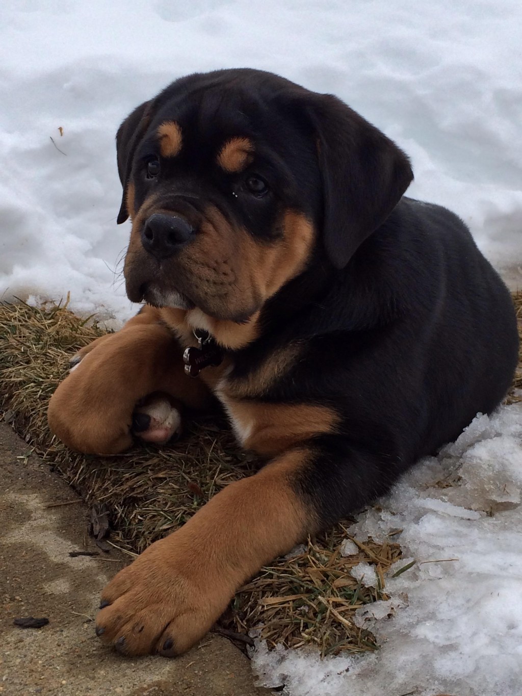 Picture of: Bullweiler Puppy : r/aww