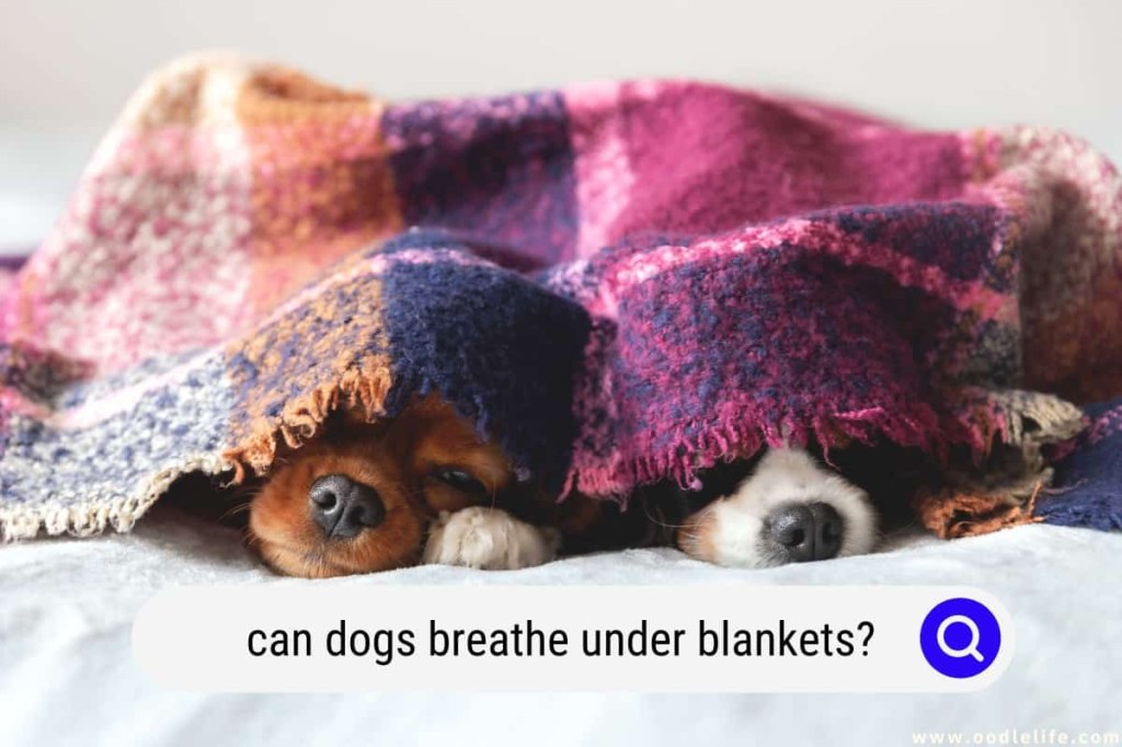 Picture of: Can Dogs Breathe Under Blankets? – Oodle Life