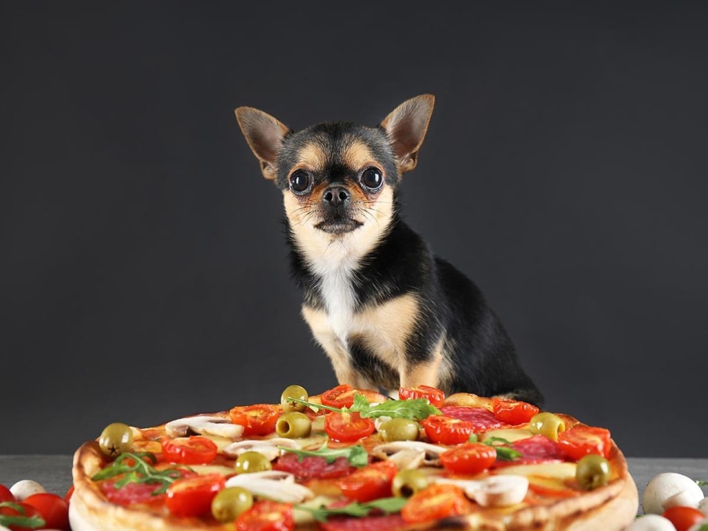 Picture of: Can Dogs Eat Pepperoni?  Spot