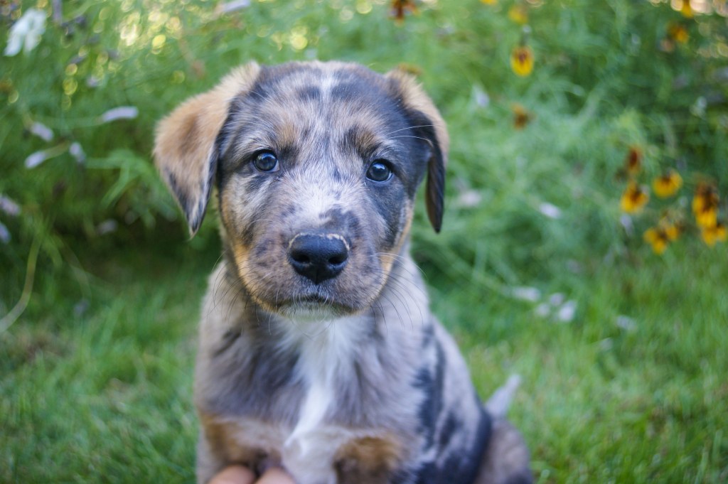 Picture of: catahoula leopard dog / blue heeler mix  Catahoula leopard dog