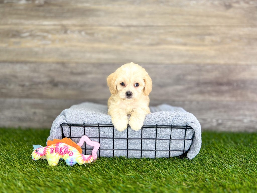Picture of: Cavachon Puppies For Sale  Charlotte, NC – Charlotte Dog Club