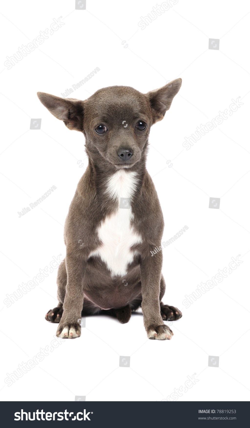 Picture of: Chihuahua Puppy Rare Grey Color Studio Stockfoto