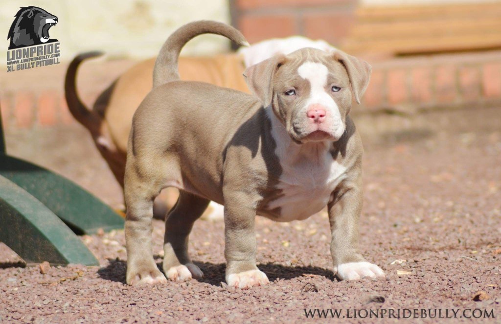 Picture of: Chiot puppy puppies American bully XL XXL Bully Pitbull a vendre