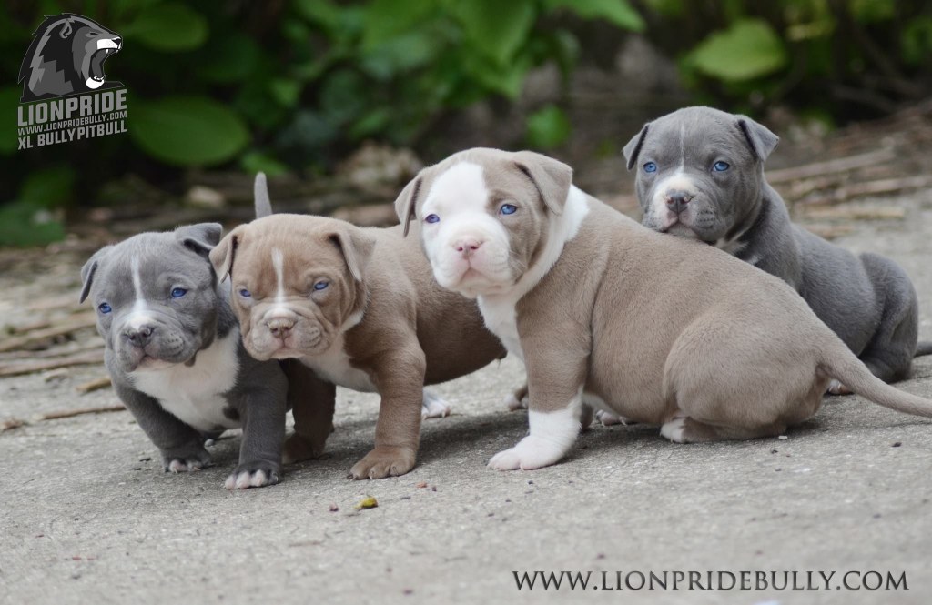 Picture of: Chiot puppy puppies American bully XL XXL Bully Pitbull France