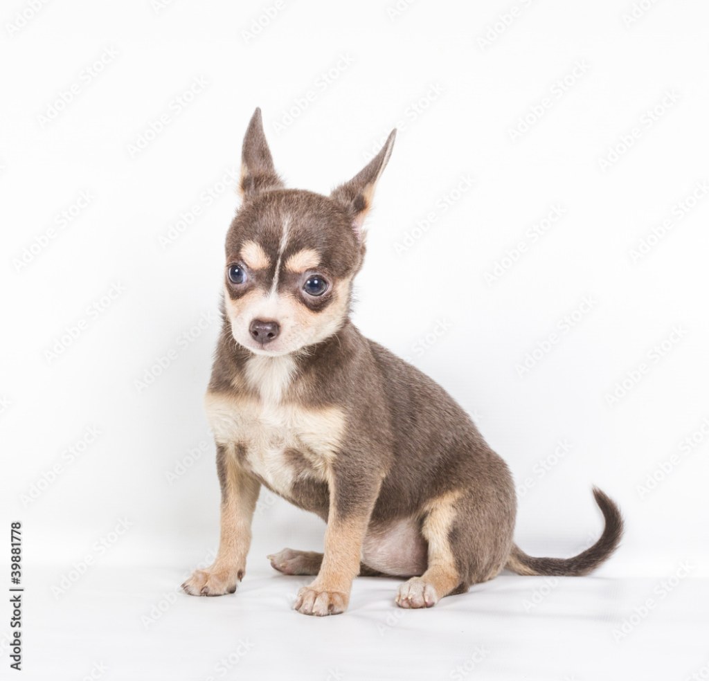 Picture of: Chocolate and white Chihuahua puppy,  weeks old, standing in fr