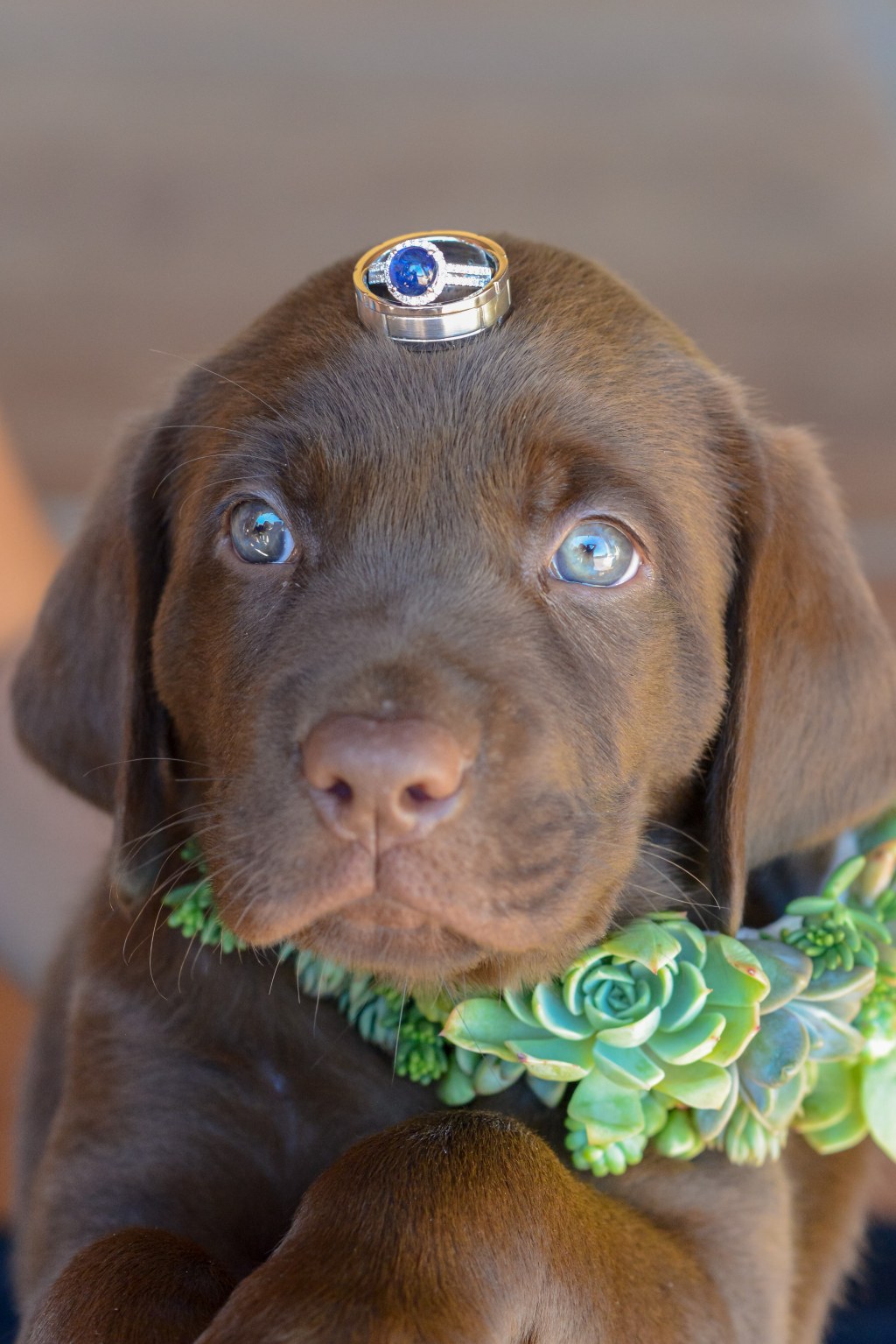 Picture of: Chocolate labrador retriever puppy with green and white flower on