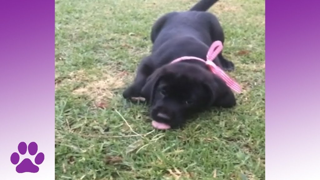 Picture of: Clumsy Puppies  Dog Compilation