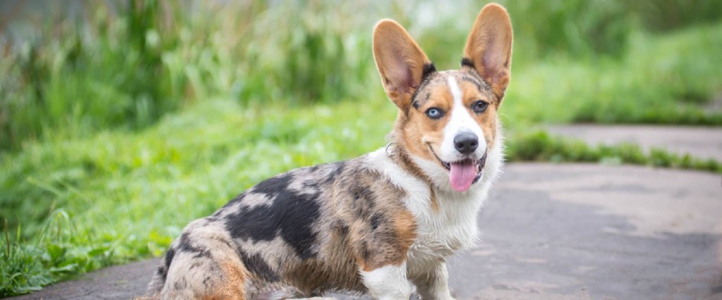 Picture of: Cowboy Corgi Facts  TrustedHousesitters