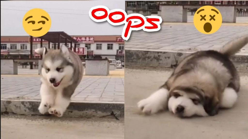 Picture of: Cute Baby Alaskan Malamute Funny And Cute Puppies Compilation