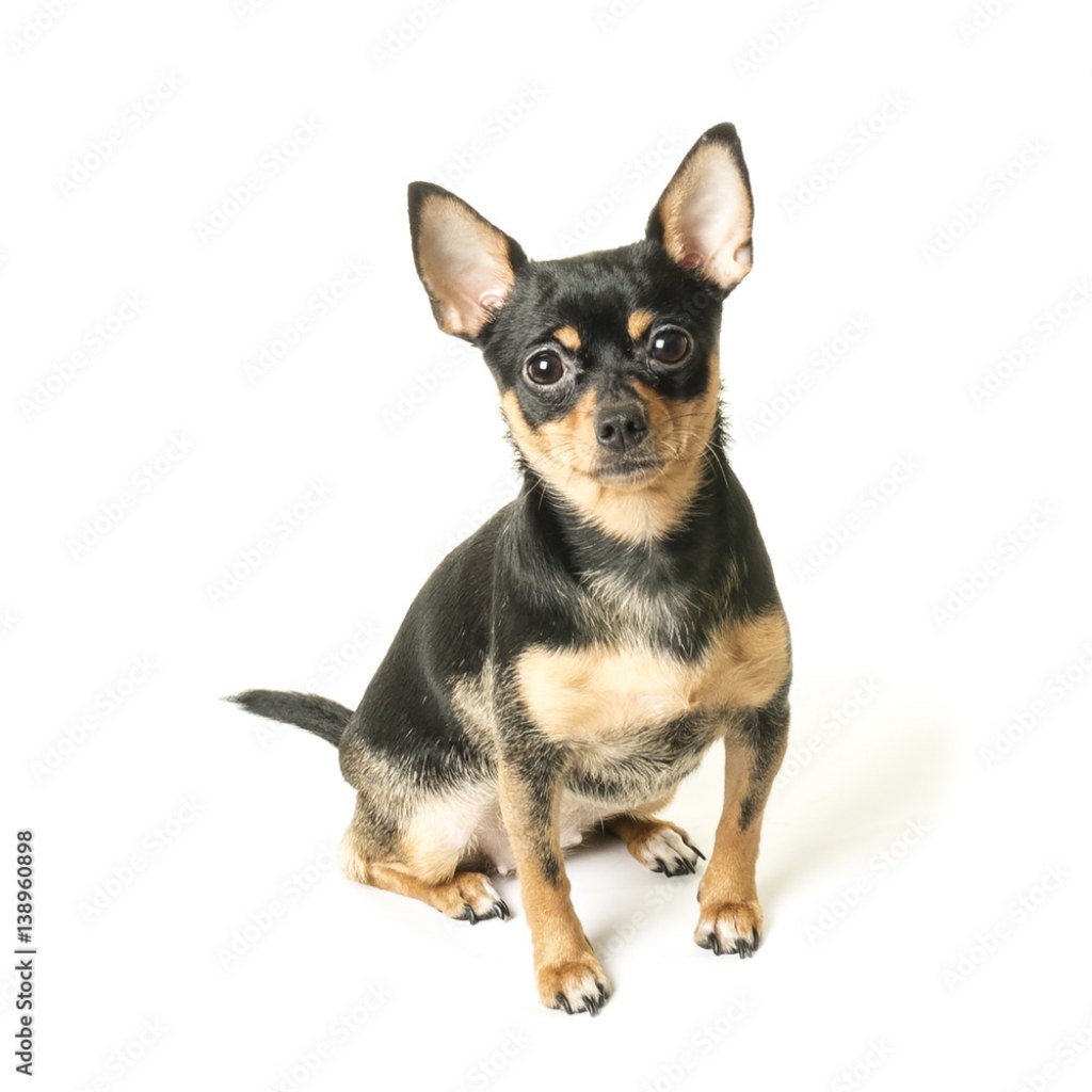 Picture of: Cute black and tan female Chihuahua puppy cut out isolated on