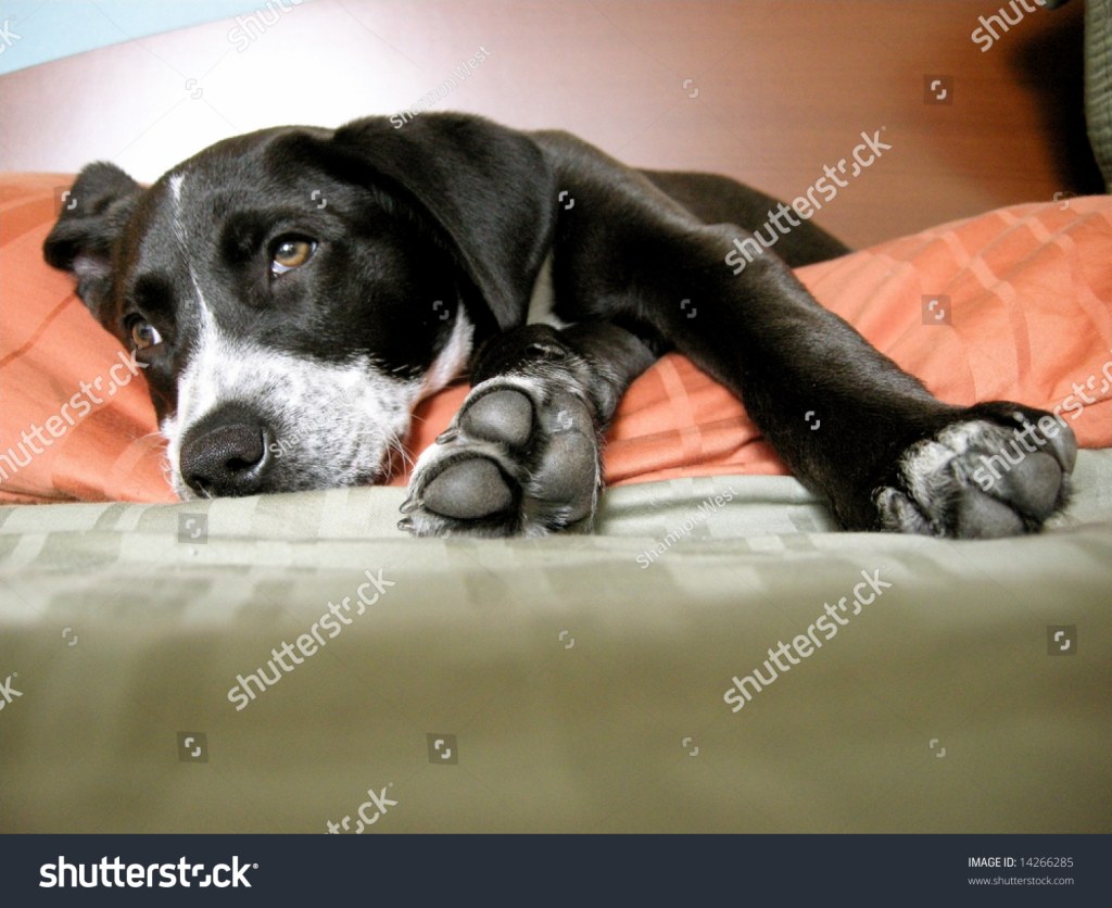 Picture of: Cute Pitbull Pointer Mix Puppy Lounging Stockfoto