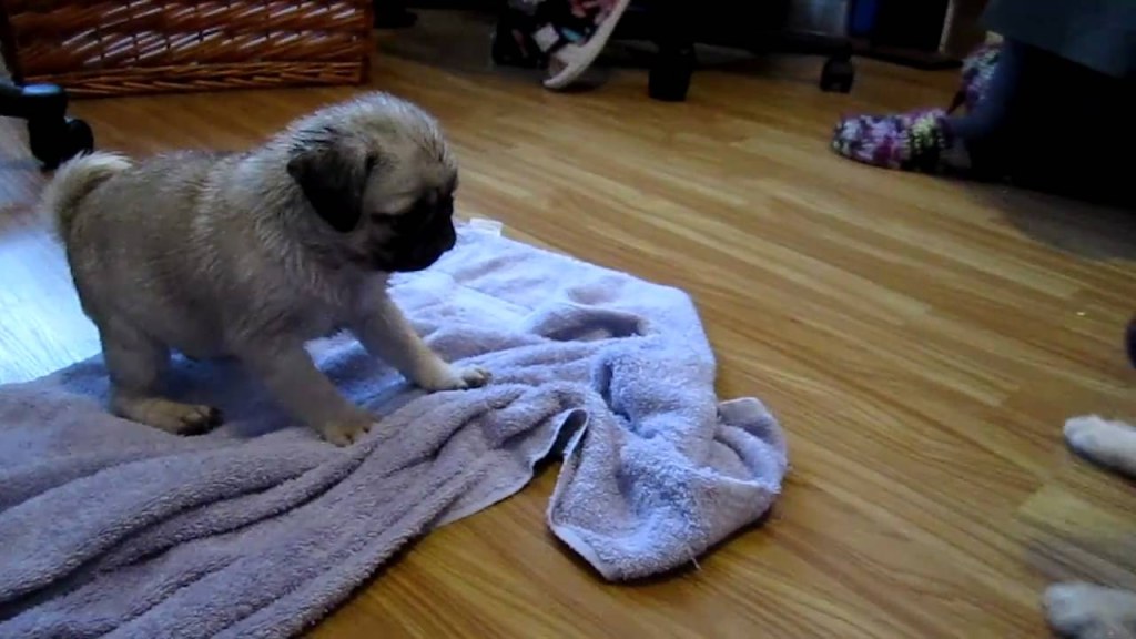 Picture of: cute silver fawn pug puppies – YouTube