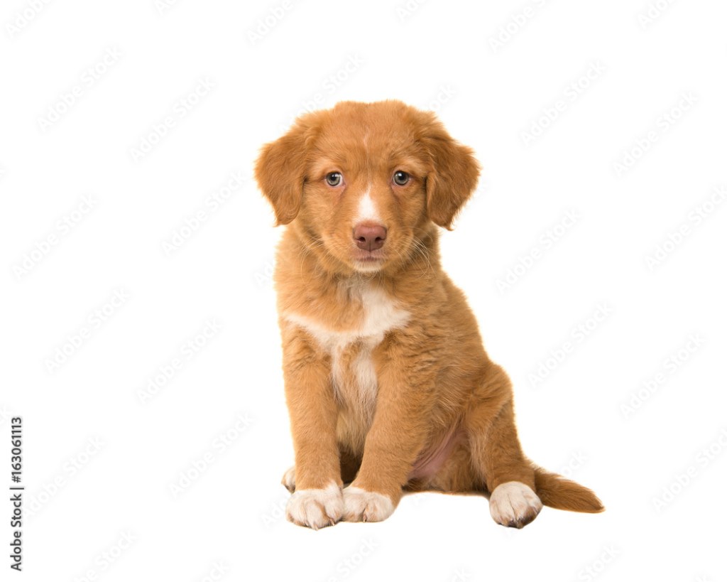 Picture of: Cute sitting nova scotia duck tolling retriever puppy looking at