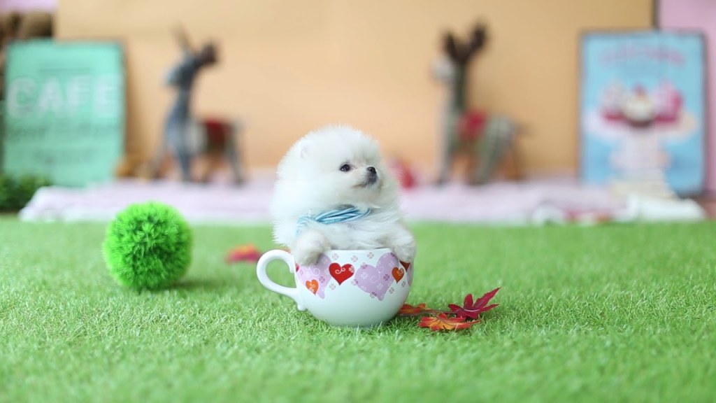 Picture of: Cute Teacup Puppy Pomeranian Puppy Videos