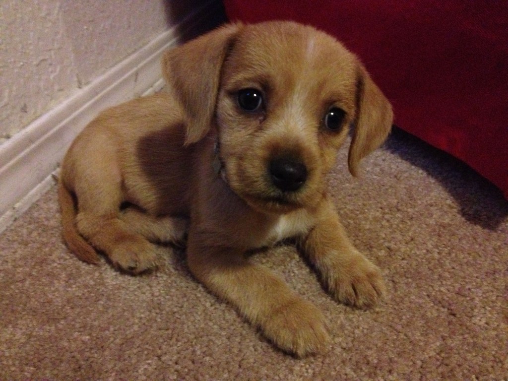 Picture of: Daisy my cute beagle and golden retriever mix  Golden retriever