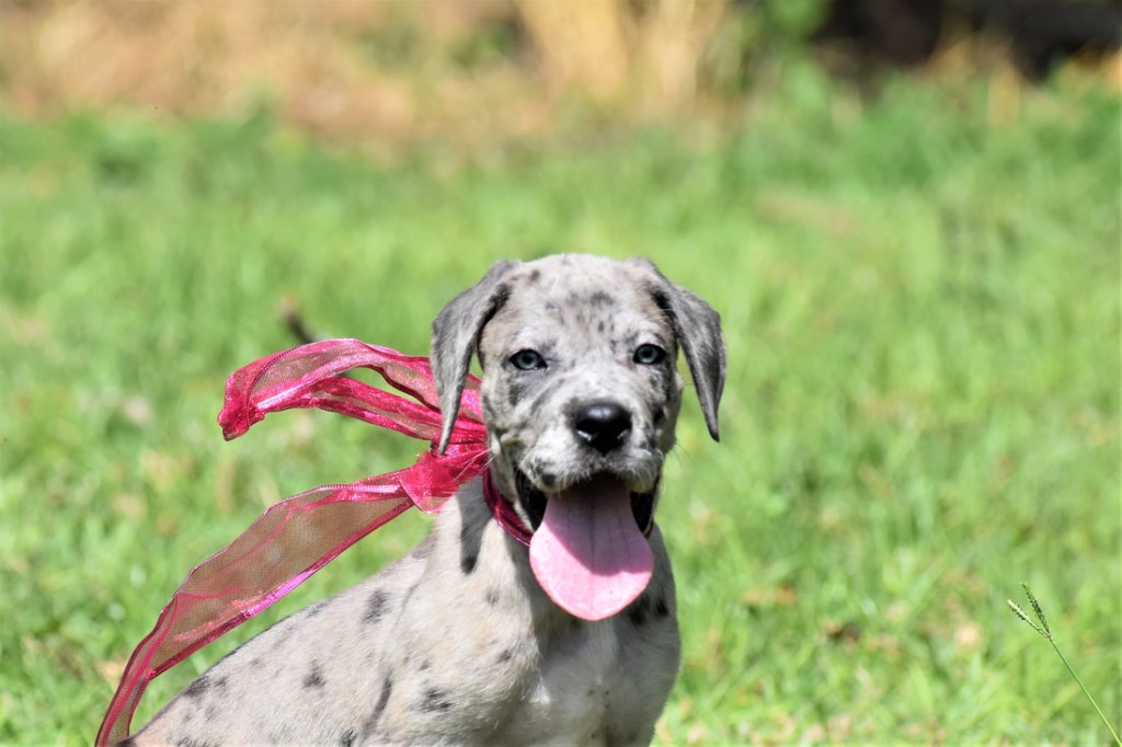 Picture of: Daniff Puppies – Country Boys Great Danes