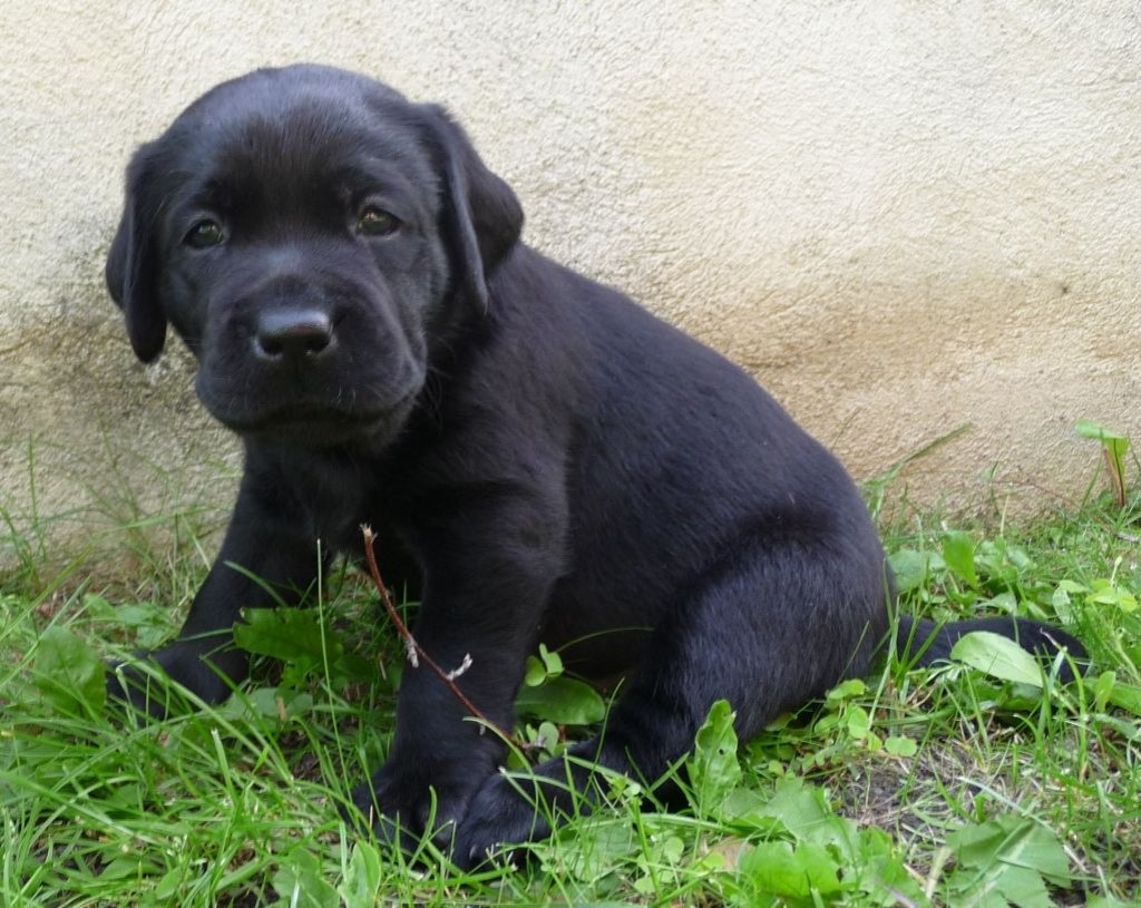 Picture of: Delilah – black labrador –  weeks old  Black lab puppies, Lab