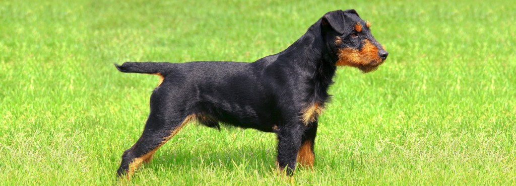 Picture of: Deutscher Jagdterrier Puppies For Sale  Euro Puppy