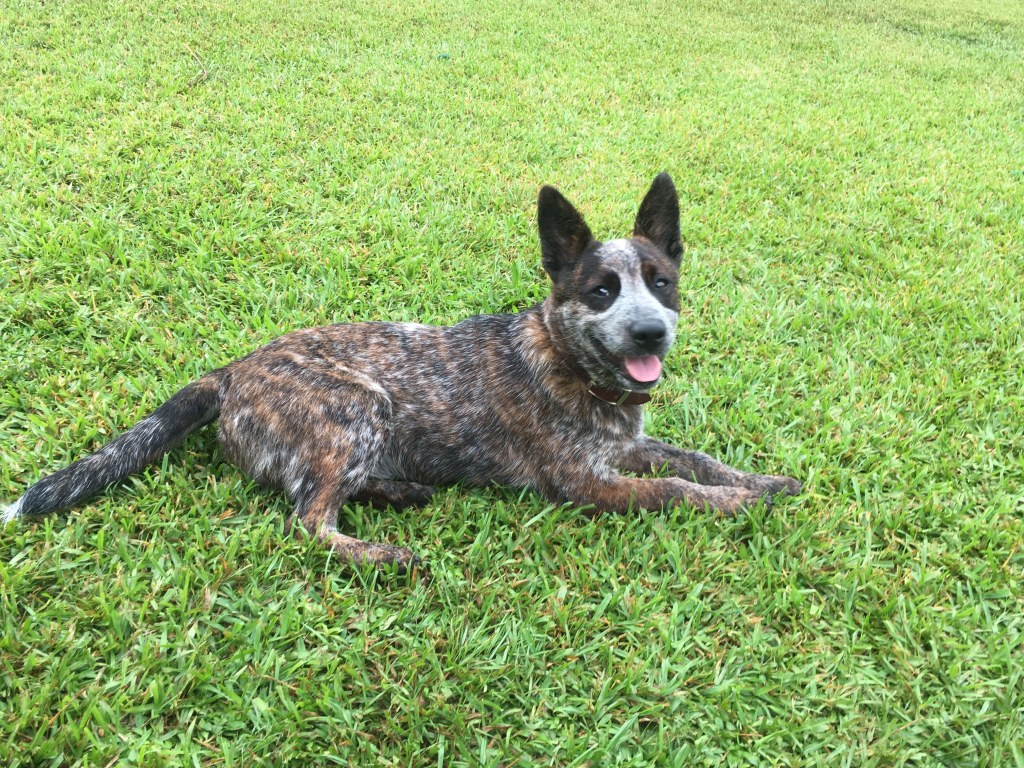 Picture of: Dixie, my purple (red and blue) heeler puppy  Heeler puppies