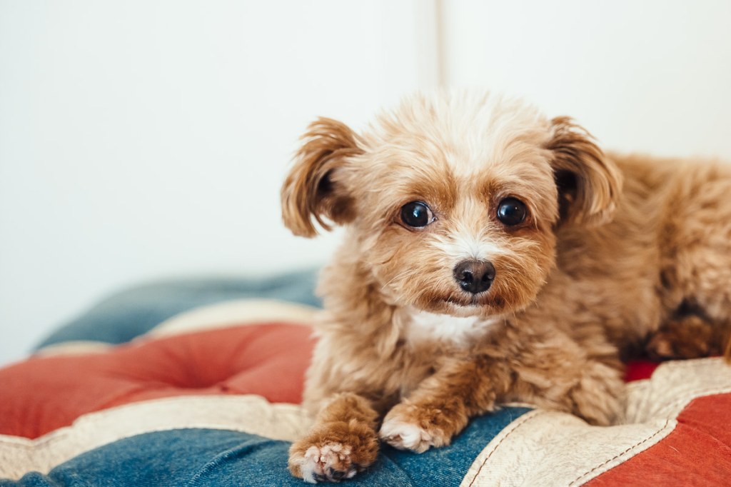 Picture of: Do Morkiepoo Puppies Make Good Pets? – Vet Explains Pets